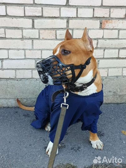 Выгул собак, передержка собак/котиков