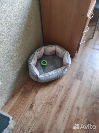 Вещи для животных