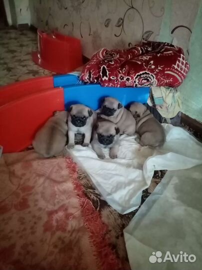 Щенки мопса