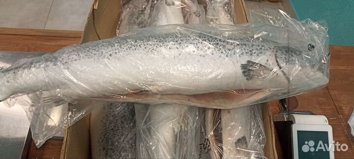 Сёмга Чили Премиум С/М псг/Стейки сёмги