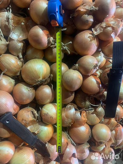 Лук репчатый продажа
