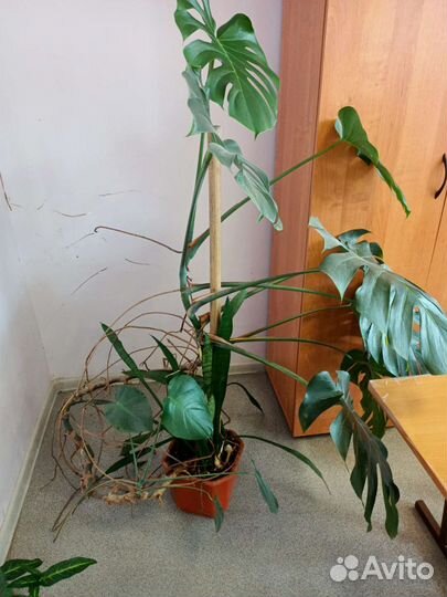Продам Монстеру