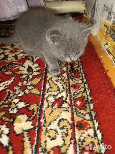 Котята