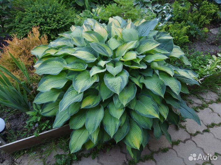 Хоста растение