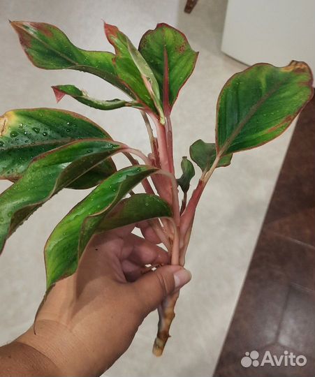 Аглаонема Крит