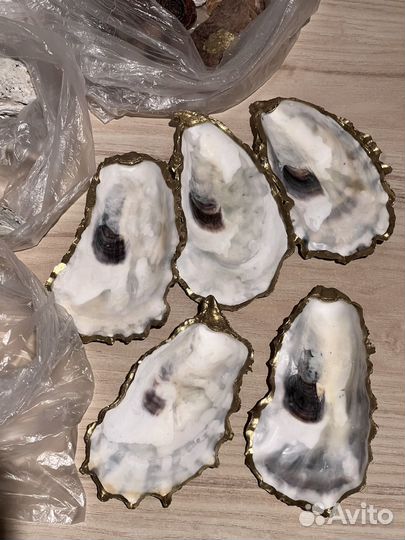 Ракушки, мидии, усрицы, морские ежи, декор