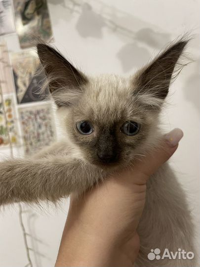 Кошка в дар бесплатно