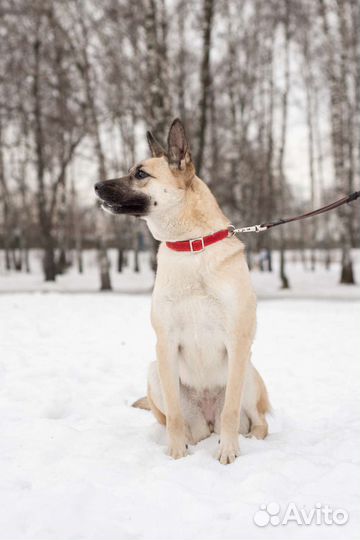 Молодая Ириска грустит в приюте