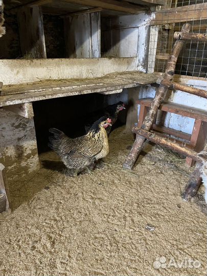 Инкубационное яйцо кур брама, фавероль