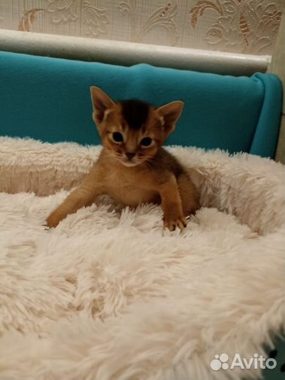 Абиссинские котята