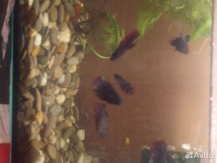 Рыбка петушок самка