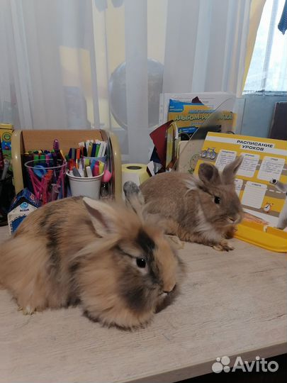 Декоративные кролики