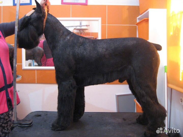 Стрижка собак