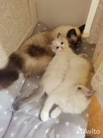 Котята Рэгдолл