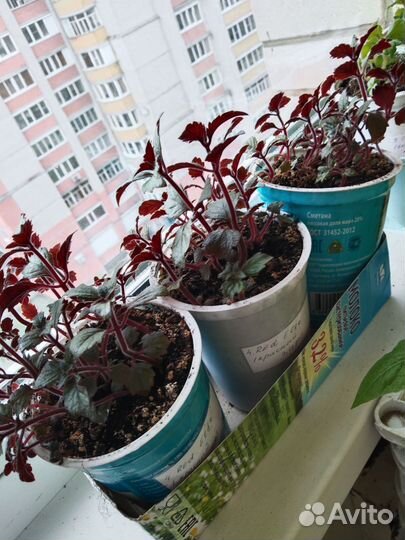 Ахименесы сортовые