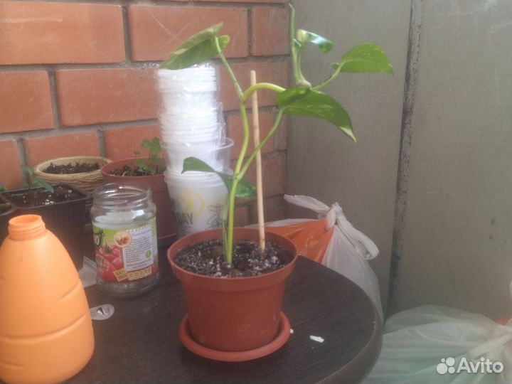 Сциндапсус золотистый