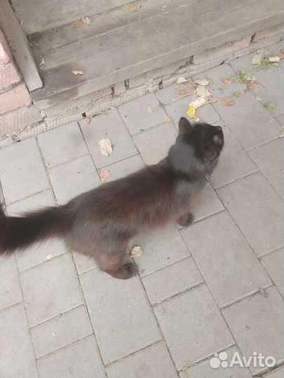 Кошка в дар