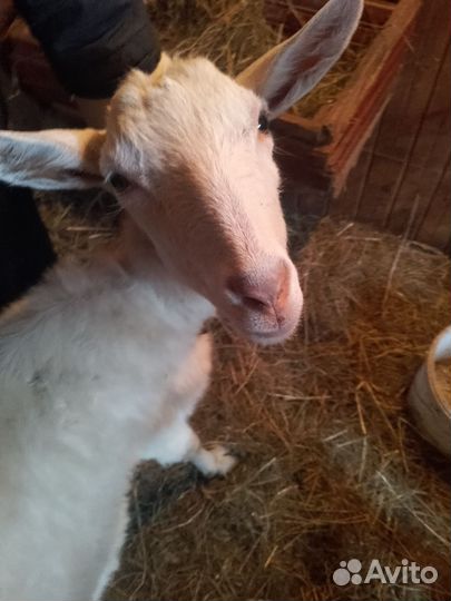 Зааненская дойная коза