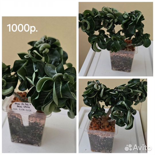 Адениум прививки