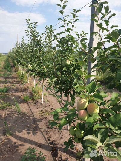 Продаётся действующее сельхоз предприятие