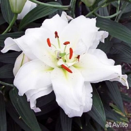 Лилии махровые