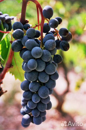 Виноград винный