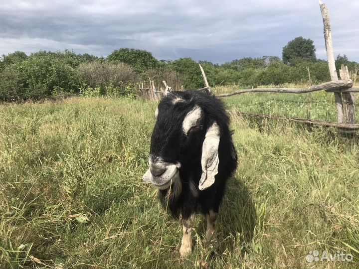 Нубийский козел