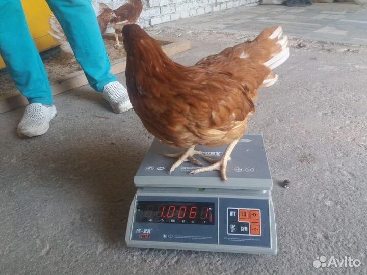 Куры Несушки