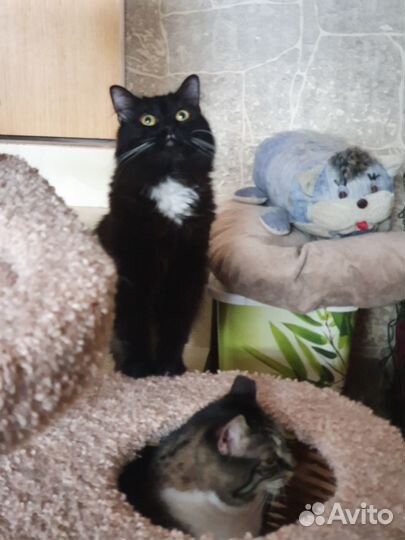 Умнейшая пушистая кошечка