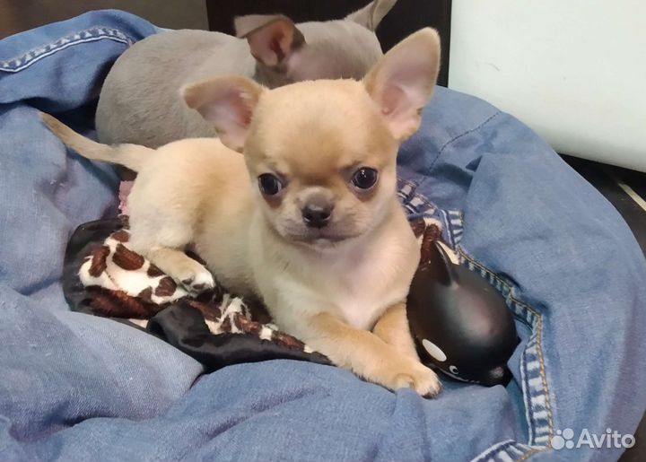 Чихуахуа девочка