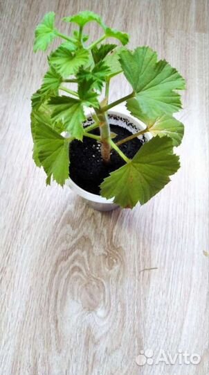 Королевская пеларгония герань