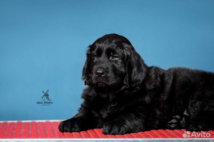 Прямошерстный ретривер