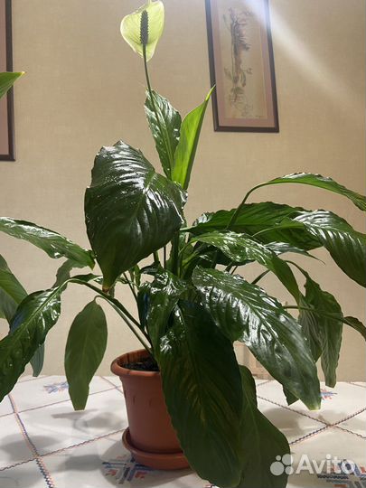 Спатифиллум