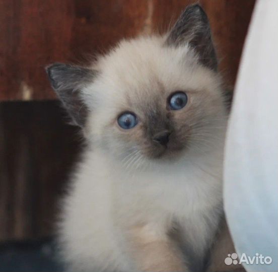 Сиамские котята