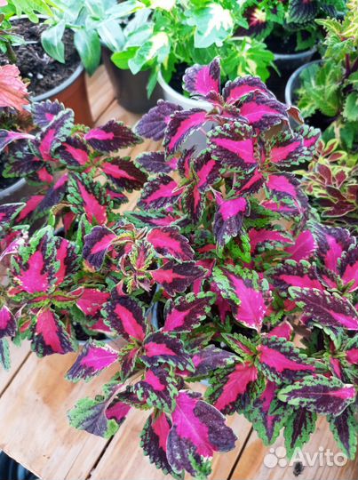 Колеусы сортовые