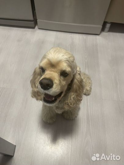 Собака в добрые руки