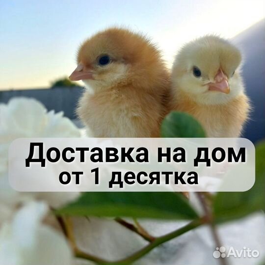 Суточная домашняя птица в ст. Елизаветинской