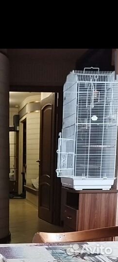 Попугай корелла 9 месяцев