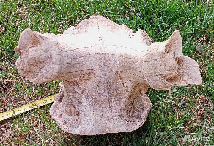 Мегалоцерос. Плейстоцен. Мамонтовая фауна