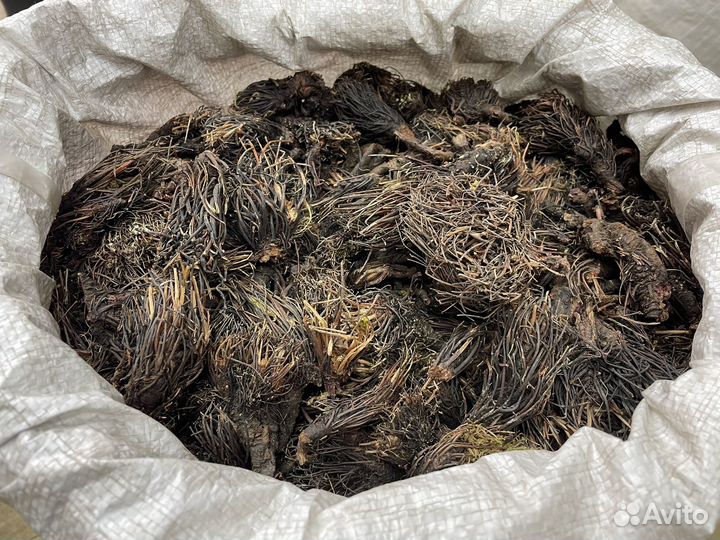 Красная щётка корень