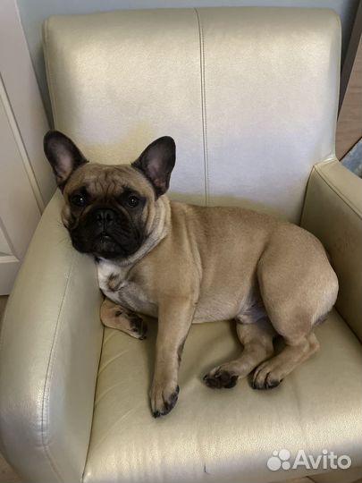 Французский бульдог для сьемок и фотосессий