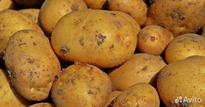 Продам картофель