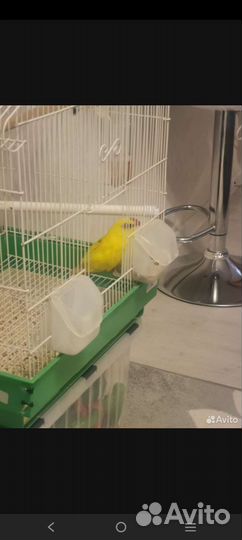 Попугай какарик