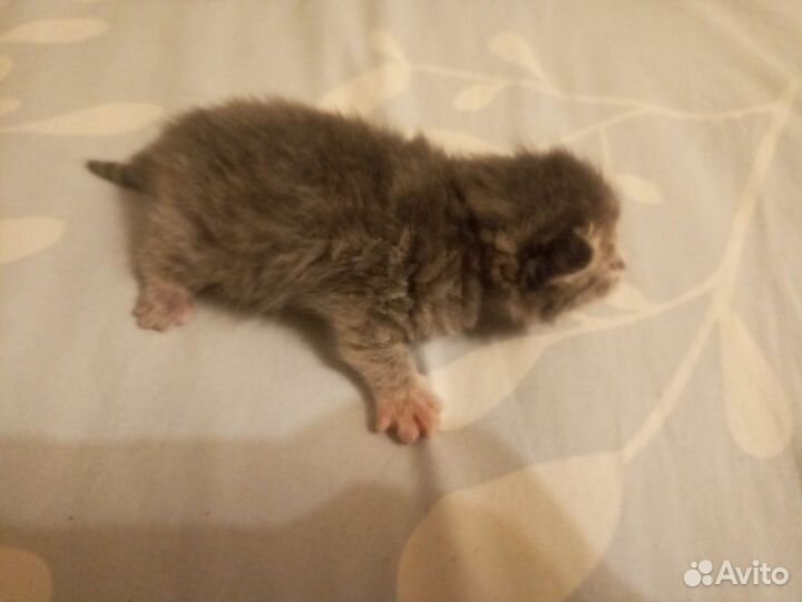 Котята в добрые руки бесплатно