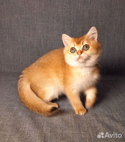Котята окраса золотая шиншилла и не только