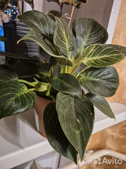 Филодендрон биркин