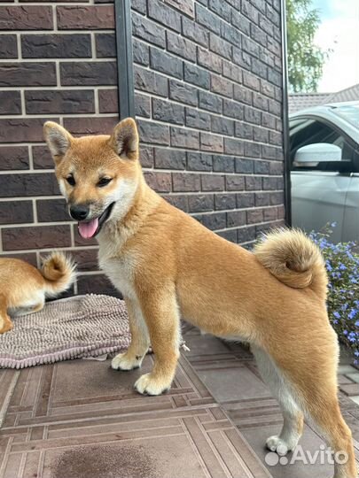 Щенки сиба ину