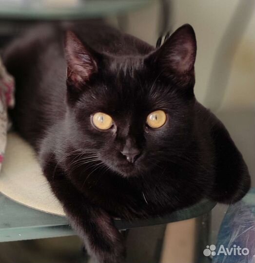 Метис очень красивая кошечка, 1 год