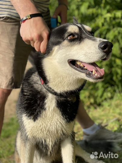 Сибирский хаски вязка