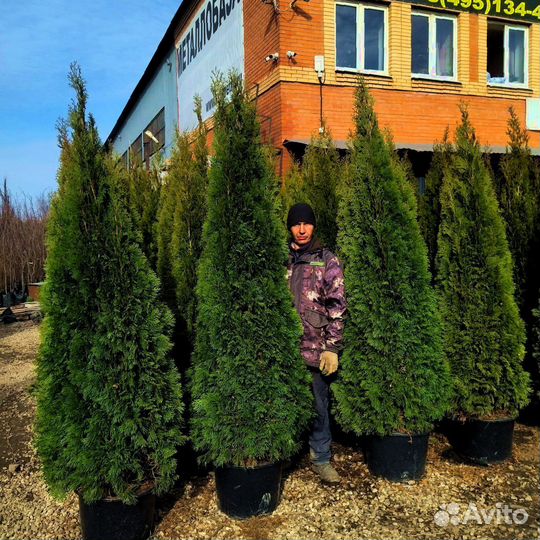 Туя смарагд 0,8-2,4 м